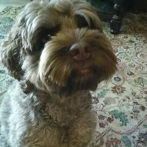 Meet your Posher, Peggy